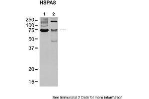 Sample Type: 1. (Hsc70 Antikörper  (N-Term))