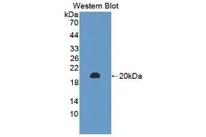 Western Blotting (WB) image for anti-Peptidoglycan Recognition Protein 1 (PGLYRP1) (AA 19-182) antibody (ABIN3204213) (PGLYRP1 Antikörper  (AA 19-182))