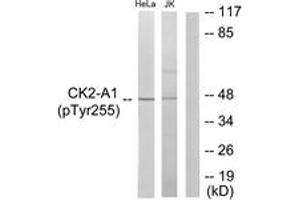 Western blot analysis of extracts from HeLa cells and Jurkat cells, using Casein Kinase II alpha (Phospho-Tyr255) Antibody. (CSNK2A1/CK II alpha Antikörper  (pTyr255))