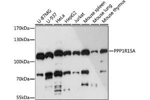 Western blot analysis of extracts of various cell lines, using PPP1R15A antibody (ABIN7269676) at 1:3000 dilution. (GADD34 Antikörper  (AA 375-674))