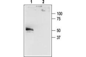 Western blot analysis of HEK-293-KCNK4 transfected cells: - 1.