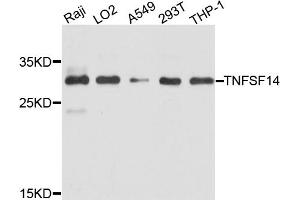 Western blot analysis of extracts of various cell lines, using TNFSF14 antibody (ABIN4905452) at 1:1000 dilution. (TNFSF14 Antikörper)