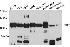 Western blot analysis of extracts of various cell lines, using PIGR antibody (ABIN5973611) at 1/1000 dilution. (PIGR Antikörper)
