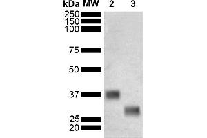Western Blot analysis of Schistosoma japonicum Purified GST showing detection of 26 kDa GST protein using Mouse Anti-GST Monoclonal Antibody, Clone 3E2 (ABIN5650752). (GST Antikörper  (FITC))