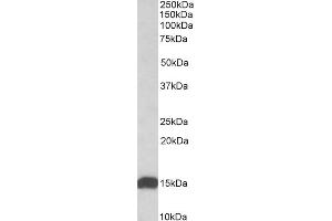 Western Blotting (WB) image for anti-NADH Dehydrogenase (Ubiquinone) Fe-S Protein 6, 13kDa (NADH-Coenzyme Q Reductase) (NDUFS6) (Internal Region) antibody (ABIN571094)