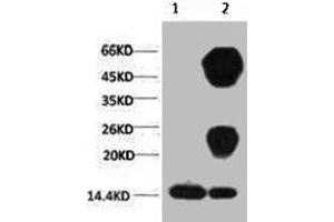 1) Input: Hela Cell Lysate 2) IP product: IP dilute 1:200 (Histone 3 Antikörper  (H3K27me2))