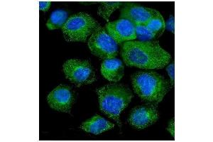 IF analysis of VAPB using anti-VAPB antibody (ABIN5693292). (VAPB Antikörper  (AA 2-55))