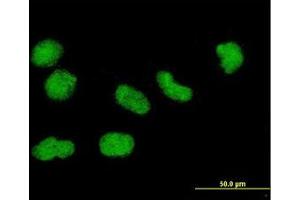 Image no. 2 for anti-Histone H3.3 (AA 1-137) antibody (ABIN1498570) (Histone H3.3 Antikörper  (AA 1-137))