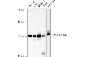 Western blot analysis of extracts of various cell lines, using RC/RABL antibody (ABIN7269811) at 1:1000 dilution. (Rab5c Antikörper)