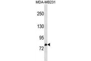 Western Blotting (WB) image for anti-Cyclin M3 (CNNM3) antibody (ABIN3000970) (Cyclin M3 Antikörper)