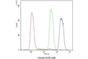 Flow cytometry testing of human HL60 cells with ADK antibody at 1ug/10^6 cells (blocked with goat sera) (ADK Antikörper)