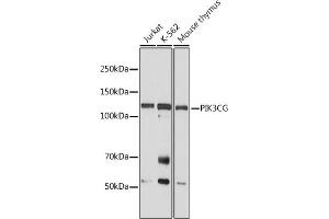 Western blot analysis of extracts of various cell lines, using PIK3CG antibody (ABIN6130600, ABIN6145638, ABIN6145639 and ABIN6222396) at 1:1000 dilution. (PIK3 gamma Antikörper  (AA 1-200))