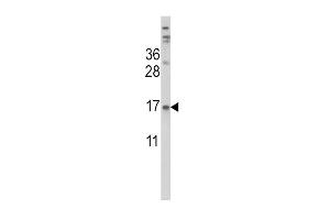 Western blot analysis of TTR Antibody (Center) (ABIN390652 and ABIN2840950) in HepG2 cell line lysates (35 μg/lane). (TTR Antikörper  (AA 47-74))