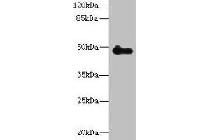 Western blot All lanes: ZNF232 antibody at 0. (ZNF232 Antikörper  (AA 1-417))