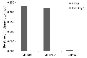 Chromatin immunoprecipitation analysis of extracts of K-562 cells, using TFAM antibody (ABIN3023684, ABIN3023685, ABIN3023686, ABIN1680049 and ABIN1680050) and rabbit IgG. (TFAM Antikörper)
