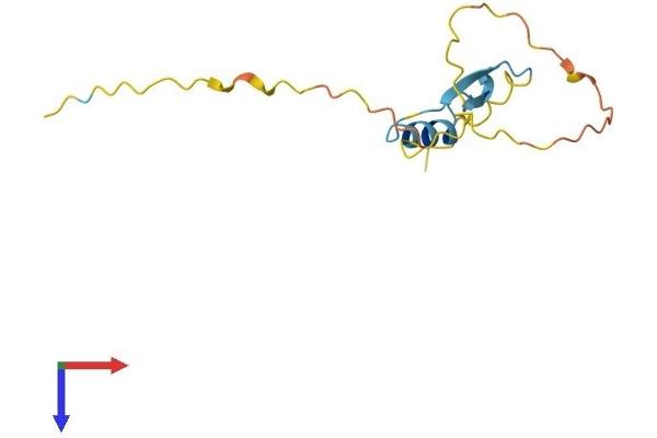 RIPPLY2 Protein (AA 1-128) (His tag)
