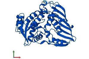 Protein Structure (PS) image for Dihydrodiol Dehydrogenase (Dimeric) (DHDH) (AA 1-333) protein (His tag) (ABIN7561273)