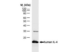 Image no. 1 for anti-Interleukin 4 (IL4) antibody (ABIN217644) (IL-4 Antikörper)