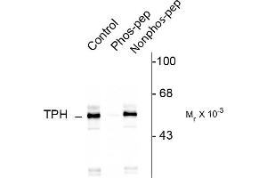 Western blots of rat brainstem lysate showing specific immunolabeling of the ~55k TPH protein phosphorylated at Ser260. (Tryptophan Hydroxylase 1 Antikörper  (pSer260))