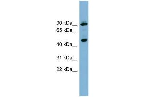WB Suggested Anti-WIPI1 Antibody Titration: 0. (WIPI1 Antikörper  (Middle Region))