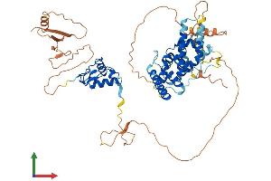 AlphaFold protein structure predicition of Human Recombinant NR2C1 Protein, UniprotID P13056