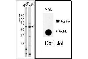 Image no. 1 for anti-RAD9 Homolog A (S. Pombe) (RAD9A) (pSer328) antibody (ABIN358202) (RAD9A Antikörper  (pSer328))