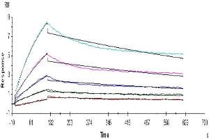 SARS-COV-2 Spike RBD captured on Protein A chip, can bind Human ACE2, His Tag with an affinity constant of 11. (ACE2 Protein (AA 18-740) (His tag))