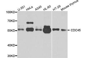 Western blot analysis of extracts of various cell lines, using cdc45 antibody. (CDC45 Antikörper)