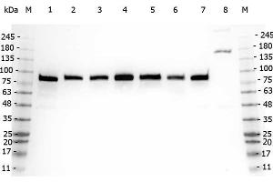 Western Blot of Rabbit anti-GGA3 antibody. (GGA3 Antikörper  (AA 400-415))