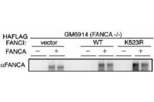 Image no. 2 for anti-Fanconi Anemia Group A Protein (FANCA) (AA 995-1009) antibody (ABIN401266) (FANCA Antikörper  (AA 995-1009))