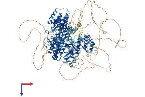 ALPK1 Protein (AA 1-1231) (His tag)