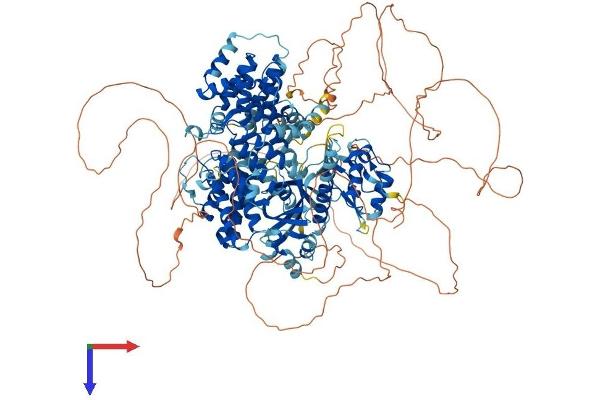 ALPK1 Protein (AA 1-1231) (His tag)