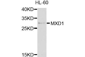 Western blot analysis of extracts of HL-60 cells, using MXD1 antibody (ABIN5971867) at 1/1000 dilution. (MXD1 Antikörper)