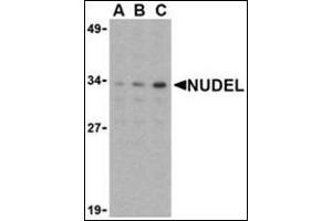 Western blot analysis of Nudel in Jurkat whole cell lysate with this product at (A) 0. (NDEL1 Antikörper  (N-Term))