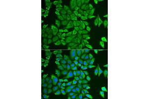 Immunofluorescence analysis of HeLa cells using APEH antibody. (APEH Antikörper  (AA 1-260))