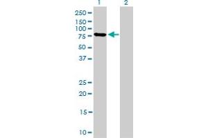 Western Blot analysis of MFN2 expression in transfected 293T cell line by MFN2 monoclonal antibody (M03A), clone 4H8. (MFN2 Antikörper  (AA 661-757))