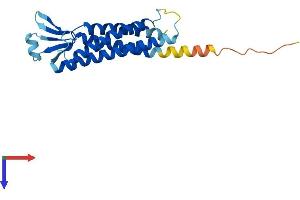 Claudin 11 Protein (CLDN11) (AA 1-207) (His tag)