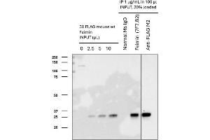 Feimin Immunoprecipitation (IP) followed by Western Blot (WB) analyses. (Feimin Antikörper)