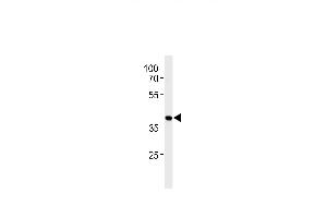 HNRB Antibody (N-term) (ABIN651713 and ABIN2840371) western blot analysis in HepG2 cell line lysates (35 μg/lane). (HNRNPAB Antikörper  (N-Term))