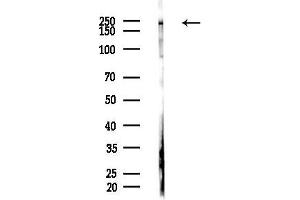 anti-Nucleoporin 205kDa (NUP205) (Internal Region) antibody