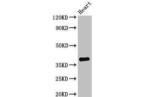 Western Blot Positive WB detected in: Mouse heart tissue All lanes: TNMD antibody at 2. (TNMD Antikörper  (AA 131-254))