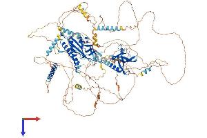 Anillin Protein (AA 1-1121) (His tag)