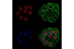 ABIN6262331 and ABIN6277975 staining HepG2 cells by IF/ICC. (HNRNPUL1 Antikörper  (C-Term))