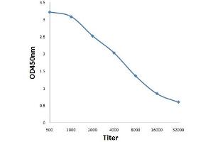 ELISA image for anti-Nuclear Factor of kappa Light Polypeptide Gene Enhancer in B-Cells 1 (NFKB1) (pSer893) antibody (ABIN710666)