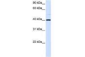 WB Suggested Anti-GOT2 Antibody   Titration: 1 ug/ml   Positive Control: 293T Whole Cell (GOT2 Antikörper  (N-Term))