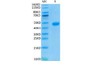 Biotinylated Human Nectin-4 on Tris-Bis PAGE under reduced conditions. (PVRL4 Protein (AA 32-351) (His-Avi Tag,Biotin))