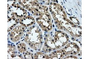 Immunohistochemical staining of paraffin-embedded liver tissue using anti-TTLL12mouse monoclonal antibody. (TTLL12 Antikörper)