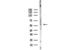 Western blot analysis of lysates from Mouse lung, using SGK1 Antibody at 1/1000 dilution.