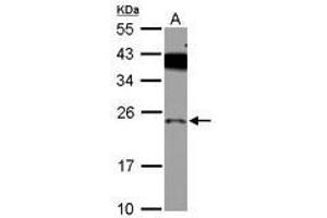 Image no. 2 for anti-PRELI Domain Containing 1 (PRELID1) (AA 1-189) antibody (ABIN1500400) (PRELID1 Antikörper  (AA 1-189))