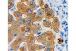 Used in DAB staining on fromalin fixed paraffin-embedded Liver tissue (Emilin1 Antikörper  (AA 803-1016))